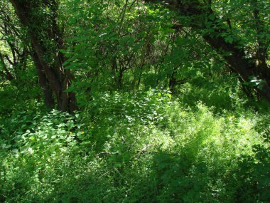 Ağaçların yapraklarının arasından süzülen bahar güneşinin ışınlarıyla aydınlatılan ormanın derinliklerinde aşılmaz bir çalılık manzarası..