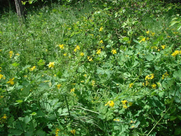 森のベルトのふもとの草原の丘を覆う春の植生の黄色緑の毛布の驚くべき美しさ — ストック写真