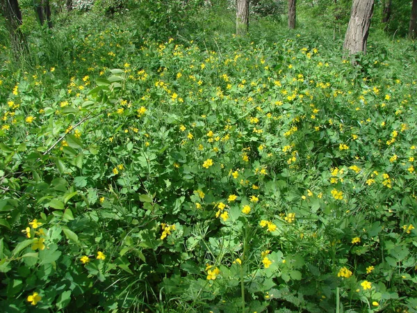 Csodálatos Szépség Sárga Zöld Takaró Virágzó Tavaszi Növényzet Amely Lefedi — Stock Fotó