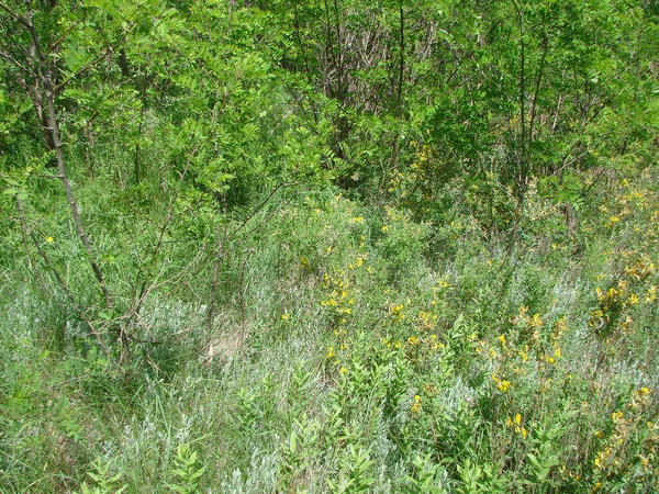 stock image The amazing beauty of the yellow-green blanket of blooming spring vegetation that covers the steppe hills at the foot of the forest belts.