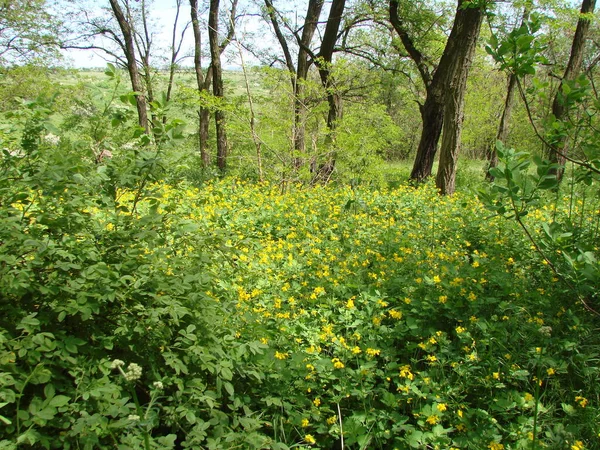 Belleza Asombrosa Manta Amarillo Verde Vegetación Floreciente Primavera Que Cubre — Foto de Stock
