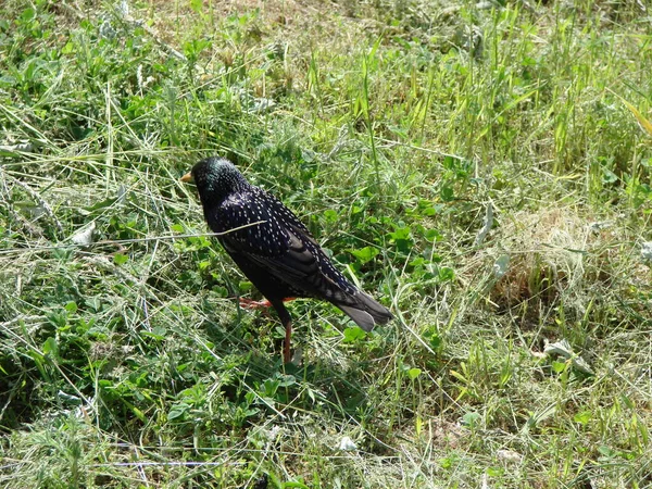Steppe Starling Walks Green Grass Search Unhidden Insects Rays Warm — Stock Photo, Image
