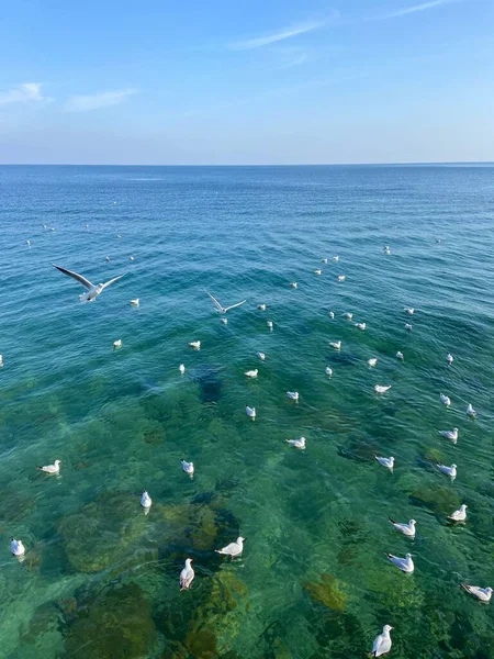 Amazing Natural Picture Bird Market Spontaneously Formed Calm Water Surface — Stock Photo, Image