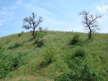 Tepenin altından görünen manzara bereketli bozkır bitkileriyle kaplıdır, tepesi açık mavi yaz gökyüzüne dokunur..