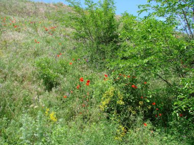 Her doğa aşığı için, Ukrayna bozkırlarını ziyaret etmek büyük bir şanstır..