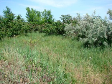Orman çayırı, yaz güneşinin altında genç ağaçların eteklerinde yemyeşil bitki dallarıyla kaplıdır..