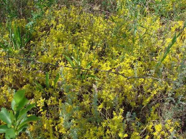 Беспрецедентный Ландшафт Степной Растительности Освещающий Вокруг Ярко Желтыми Красками Лучами — стоковое фото