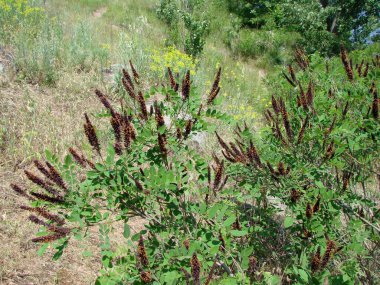 Dinyeper 'in kayalık kıyılarındaki çiçekli kıyı bitki örtüsü eşsiz renkleriyle etkileyici..