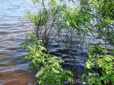 Uzun süreli şiddetli yağmurlardan sonra Dinyeper kıyılarını taşırdı ve kayalık kıyılardaki kıyı bitkilerini sular altında bırakırdı..