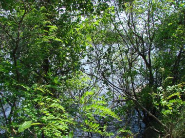 Uzun süreli şiddetli yağmurlardan sonra Dinyeper kıyılarını taşırdı ve kayalık kıyılardaki kıyı bitkilerini sular altında bırakırdı..