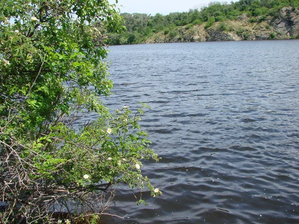 Ein Natürliches Bild Blühender Vegetation Felsigen Ufern Die Sich Bis — Stockfoto