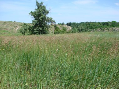 Dinyeper bozkırının uçsuz bucaksız yeşil denizinin manzarası. Yüzeyinde mısır tanelerinin kulakları köpüklü dalgalar gibi dalgalanır..