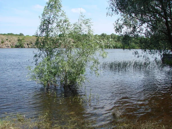 Vegetação Costeira Inundada Nas Planícies Inundação Dnieper Após Abundantes Chuvas — Fotografia de Stock