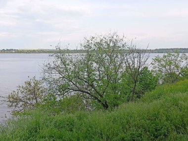 Bulutlu bir günde Samara Nehri 'nin geniş kanalı karşısında yoğun bir kıyı bitkisi manzarası..
