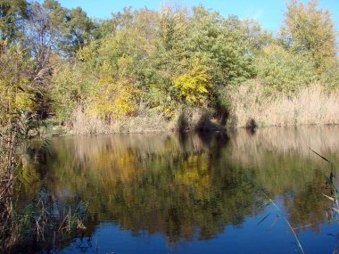 Güneşli bir günde kıyı sonbaharı bitkilerinin bozkır havuzunun su yüzeyindeki yansımasının inanılmaz güzelliği..