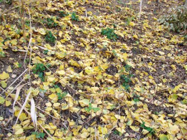 Tepenin yamaçlarının muhteşem manzarası sonbahar yapraklarından oluşan altın bir halıyla kaplıydı..
