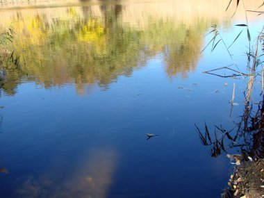 Güneşli bir günde kıyı sonbaharı bitkilerinin bozkır havuzunun su yüzeyindeki yansımasının inanılmaz güzelliği..