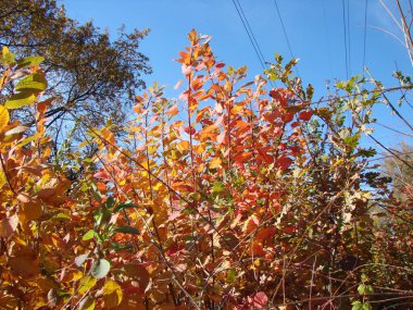 Güney Ukrayna 'nın orman plantasyonlarında sıcak ve güneşli bir sonbaharda inanılmaz sayıda rengin inanılmaz bir kombinasyonunun doğal bir resmi..