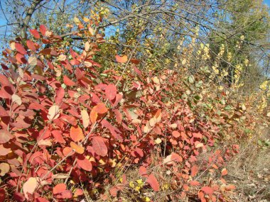 Sonbahar doğasının sayısız yanardöner rengi gün ortası güneşinin ışınları altında daha canlı hale gelir..