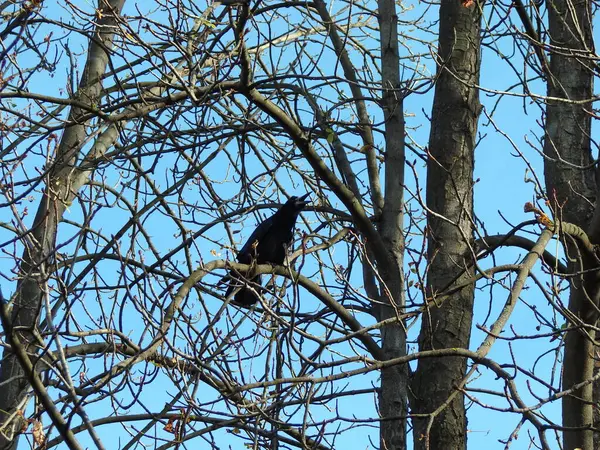 stock image A crow loudly sings its song at the top of a tree, spending the last warm autumn days.