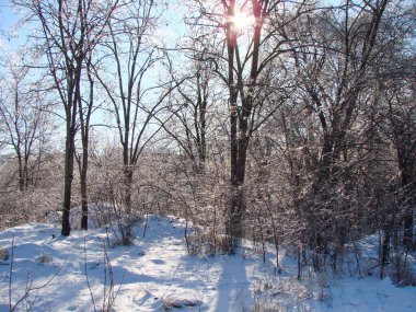 Kış güneşinin ışınlarının donmuş ağaç dallarını yarıp geçerek bozkır ormanlarının kış kar örtüsüne yansımasının inanılmaz bir resmi..