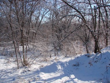 Şiddetli don bile sizi Ocak güneşinin parlak ışınları altında karla kaplı orman ağaçlarının inanılmaz renklerinden zevk almaktan alıkoymuyor..