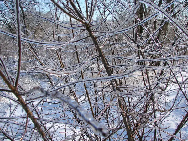 The rare natural beauty of frozen straight branches of forest bushes sparkling under the rays of the frosty sun attracts the eye of every traveler.