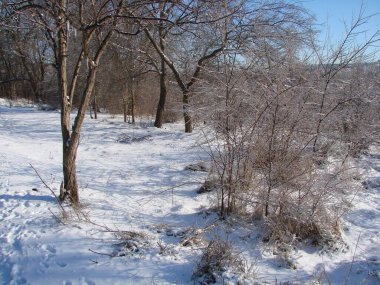 Soğuk ve güneşli bir günde, parlak beyaz karlı bir halının altında bozkır ormanının manzarası..