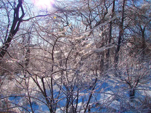 The rare natural beauty of frozen straight branches of forest bushes sparkling under the rays of the frosty sun attracts the eye of every traveler.