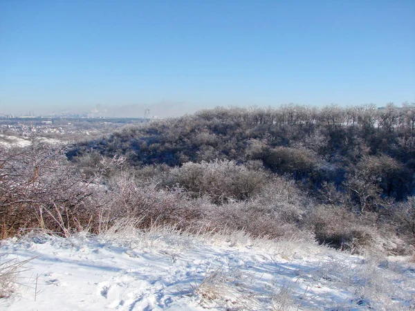 A view from the top of the hill on the snow-covered forest descending into the gully gorge against the background of the clear blue winter sky on the horizon.