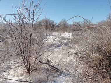 Soğuk ve güneşli bir günde, parlak beyaz karlı bir halının altında bozkır ormanının manzarası..