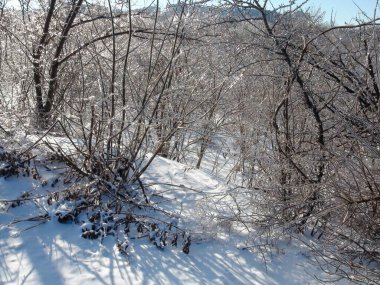 Kış güneşinin ışınlarının donmuş ağaç dallarını yarıp geçerek bozkır ormanlarının kış kar örtüsüne yansımasının inanılmaz bir resmi..