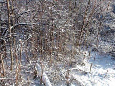 Kış ormanının derinliklerinde, ışıl ışıl beyaz kardan oluşan ılık yumuşak bir halı ile kaplı eşsiz bir doğal resim..