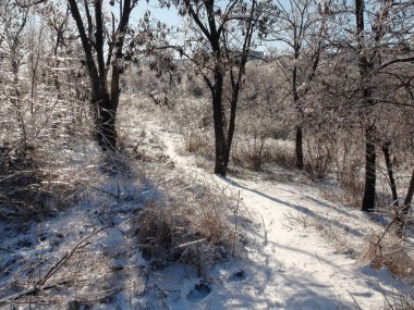 Buz gibi güneş ışınlarının altındaki karla kaplı çalıların arasında, yamaçtan aşağı doğru yeni ayak basılmış eşsiz bir kış manzarası..