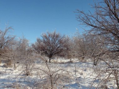 Saf gökyüzünün, mavi renklerin ve bozkırın eteklerini kaplayan parlak beyaz kar halısının eşsiz doğal bir resmi..