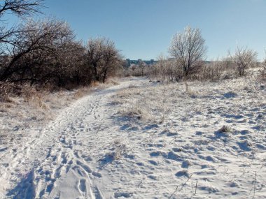 Ormanın derinliklerine giden bir orman şeridinin kenarındaki karla kaplı bir yolun manzarası mavi gökyüzüne yükseliyor gibi görünüyor..