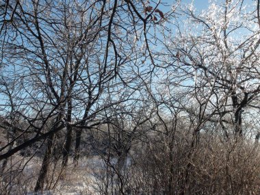 Kış güneşinin ışınlarının donmuş ağaç dallarını yarıp geçerek bozkır ormanlarının kış kar örtüsüne yansımasının inanılmaz bir resmi..