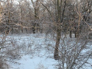 Soğuk ve güneşli bir günde, parlak beyaz karlı bir halının altında bozkır ormanının manzarası..
