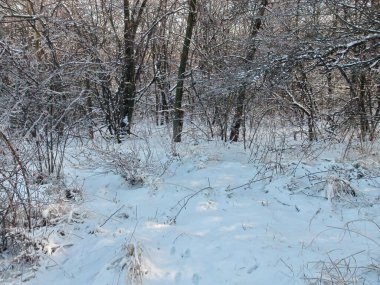 Kış ormanının derinliklerinde, ışıl ışıl beyaz kardan oluşan ılık yumuşak bir halı ile kaplı eşsiz bir doğal resim..