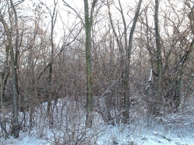 Soğuk ve güneşli bir günde, parlak beyaz karlı bir halının altında bozkır ormanının manzarası..