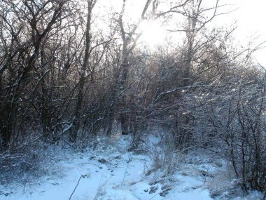 Kış ormanının derinliklerinde, ışıl ışıl beyaz kardan oluşan ılık yumuşak bir halı ile kaplı eşsiz bir doğal resim..