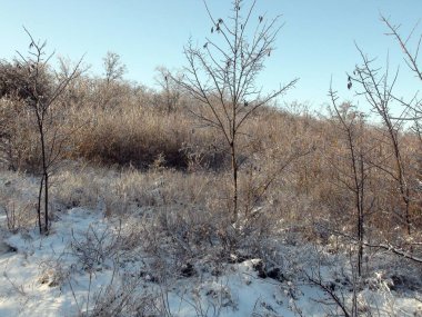 Buz gibi güneş ışınlarının altındaki karla kaplı çalıların arasında, yamaçtan aşağı doğru yeni ayak basılmış eşsiz bir kış manzarası..