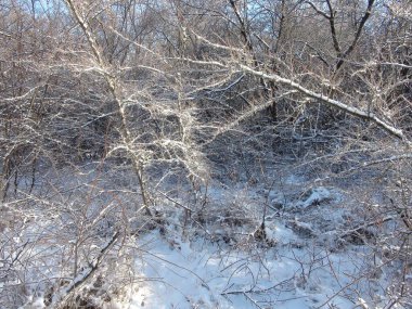 Genç ağaçların dallarının inanılmaz güzelliği Dinyeper ormanının çalılıklarında temiz bir kar örtüsüyle kaplıydı..