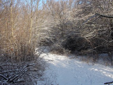 Uçsuz bucaksız ormanın içinden uçsuz bucaksız bir patika boyunca ineceğiz bozkır ormanlarının donmuş çalılarının arasından..