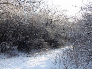 Uçsuz bucaksız ormanın içinden uçsuz bucaksız bir patika boyunca ineceğiz bozkır ormanlarının donmuş çalılarının arasından..