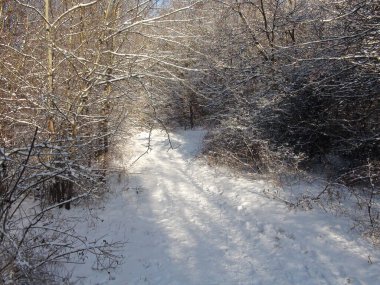 Uçsuz bucaksız ormanın içinden uçsuz bucaksız bir patika boyunca ineceğiz bozkır ormanlarının donmuş çalılarının arasından..