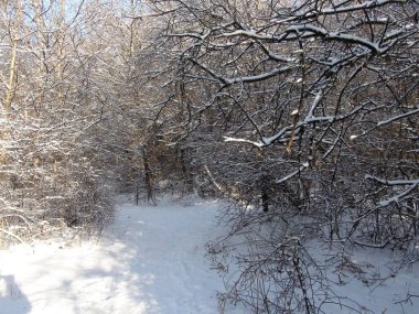 Yoğun karla kaplı ormandan ağaçların tepesine kadar uzanan ve batan güneşin ışınlarıyla aydınlatılan bir manzara..