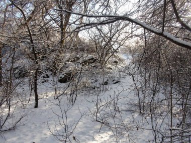 Genç ağaçların dallarının inanılmaz güzelliği Dinyeper ormanının çalılıklarında temiz bir kar örtüsüyle kaplıydı..