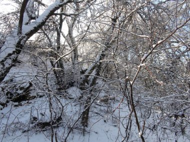 Kış ormanının derinliklerinde, ışıl ışıl beyaz kardan oluşan ılık yumuşak bir halı ile kaplı eşsiz bir doğal resim..