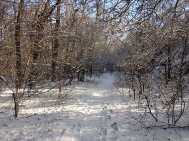 Uçsuz bucaksız ormanın içinden uçsuz bucaksız bir patika boyunca ineceğiz bozkır ormanlarının donmuş çalılarının arasından..